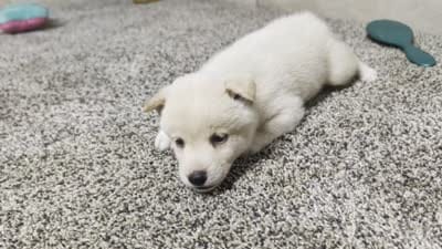 #1, a male Shiba Inu for sale in Montgomery, IN – 5 of 5
