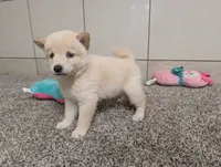 #3, a female Shiba Inu for sale in Montgomery, IN – 8 of 9