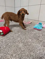 Keith , a male Poodle - Toy  for sale in Montgomery, IN – 3 of 10