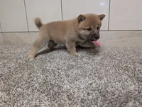 #4, a female Shiba Inu for sale in Montgomery, IN – 7 of 9