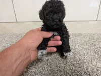 Lena, a female Poodle - Toy  for sale in Montgomery, IN – 5 of 10