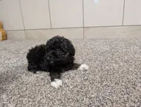 Lorrinda, a female Poodle - Toy  for sale in Montgomery, IN – 2 of 8
