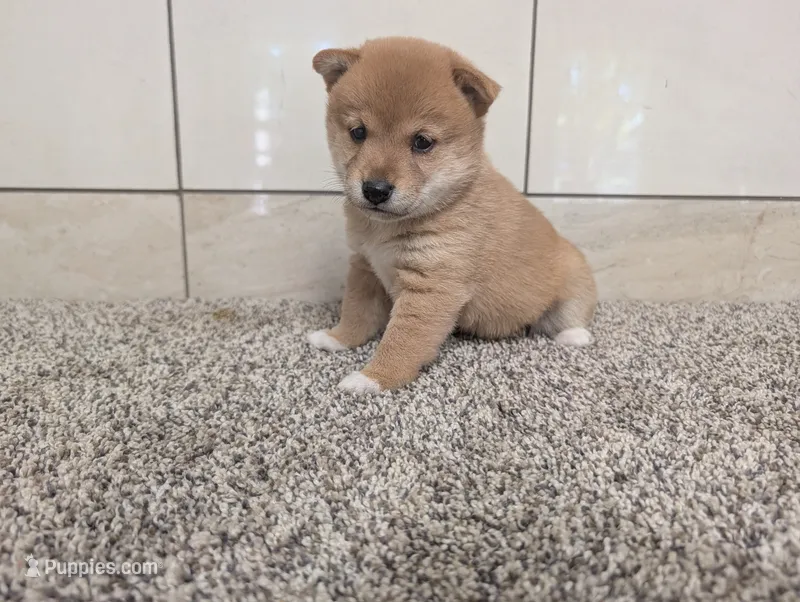 Janet – Shiba Inu puppy for sale in Montgomery, IN