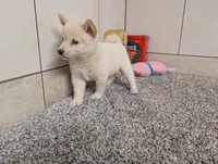#3, a female Shiba Inu for sale in Montgomery, IN – 4 of 9