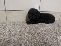Gary, a male Poodle - Miniature  for sale in Montgomery, IN – 2 of 7