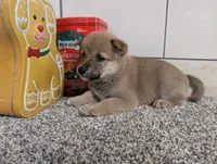 #2, a male Shiba Inu for sale in Montgomery, IN – 4 of 5