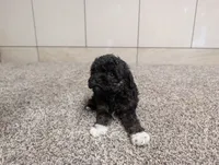 Lorrinda, a female Poodle - Toy  for sale in Montgomery, IN – 3 of 8