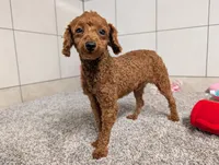 Keith , a male Poodle - Toy  for sale in Montgomery, IN – 8 of 10