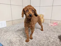 Keith , a male Poodle - Toy  for sale in Montgomery, IN – 4 of 10
