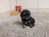 George, a male Poodle - Toy  for sale in Montgomery, IN – 9 of 10