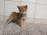 #2, a male Shiba Inu for sale in Montgomery, IN – 4 of 8