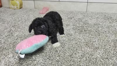 Jan, a female Poodle - Miniature  for sale in Montgomery, IN – 7 of 7