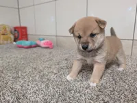 Perry, a male Shiba Inu for sale in Montgomery, IN – 3 of 5