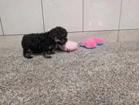 George, a male Poodle - Toy  for sale in Montgomery, IN – 2 of 10