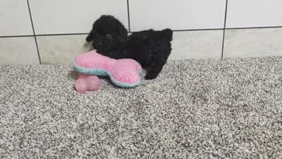 Terry , a male Poodle - Miniature  for sale in Montgomery, IN – 7 of 7