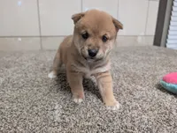 Jerry, a male Shiba Inu for sale in Montgomery, IN – 2 of 5