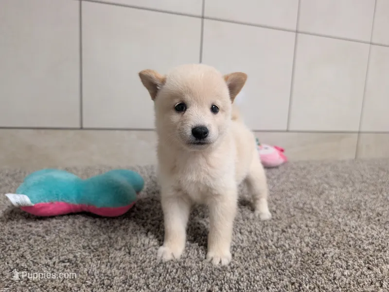 #3 – Shiba Inu puppy for sale in Montgomery, IN