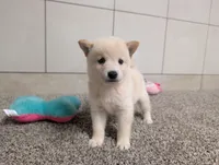#3, a female Shiba Inu for sale in Montgomery, IN – 6 of 9