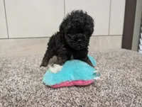 Lorrinda, a female Poodle - Toy  for sale in Montgomery, IN – 4 of 8