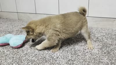 #2, a male Shiba Inu for sale in Montgomery, IN – 8 of 8