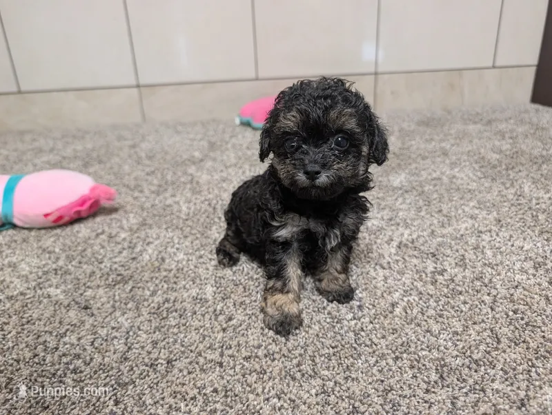George – Poodle - Toy  puppy for sale in Montgomery, IN