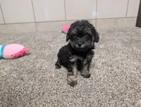 George, a male Poodle - Toy  for sale in Montgomery, IN – 1 of 10