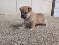 Jada, a female Shiba Inu for sale in Montgomery, IN – 4 of 5
