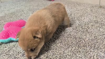 Jerry, a male Shiba Inu for sale in Montgomery, IN – 5 of 5