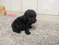 Gary, a male Poodle - Miniature  for sale in Montgomery, IN – 4 of 7
