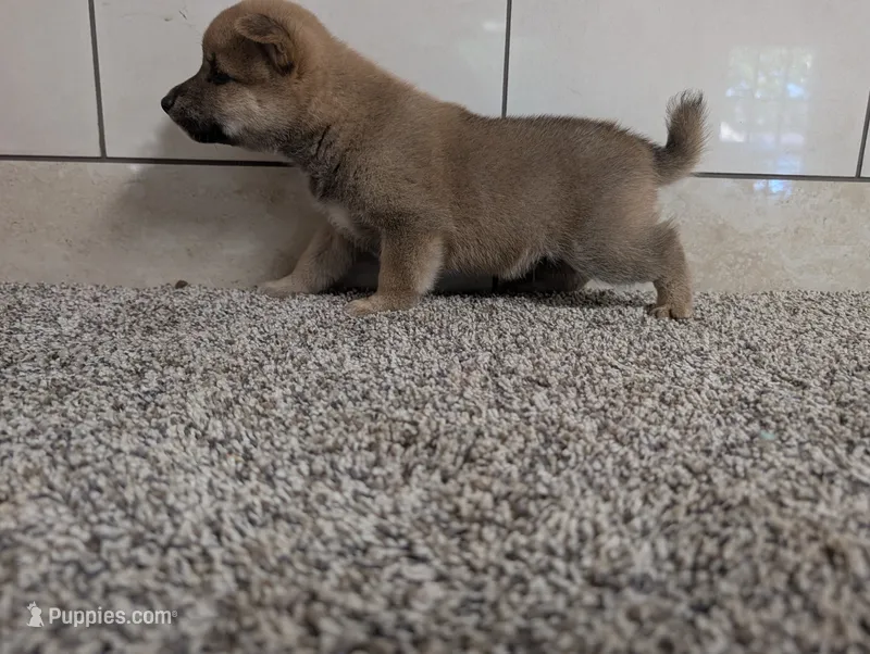 #2 – Shiba Inu puppy for sale in Montgomery, IN