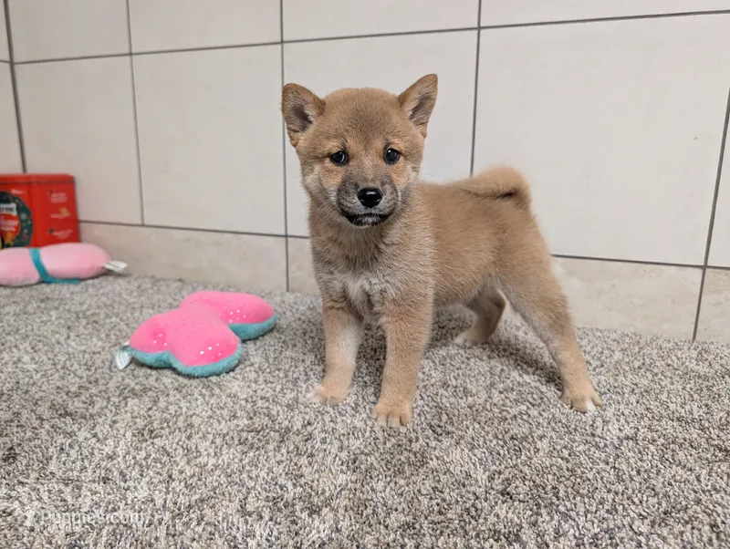 #4 – Shiba Inu puppy for sale in Montgomery, IN