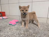 #4, a female Shiba Inu for sale in Montgomery, IN – 1 of 9