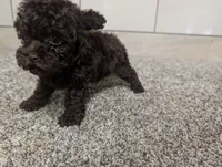 Lydiann, a female Poodle - Toy  for sale in Montgomery, IN – 2 of 7