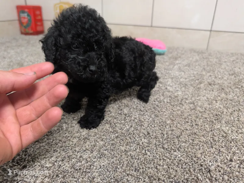 Terry  – Poodle - Miniature  puppy for sale in Montgomery, IN