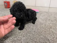 Terry , a male Poodle - Miniature  for sale in Montgomery, IN – 1 of 7