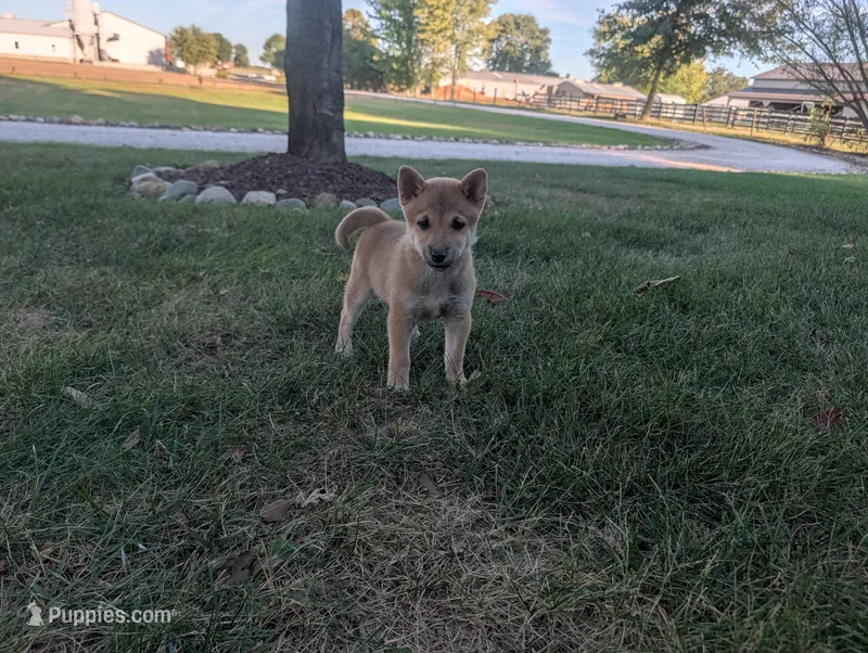 Tater – Shiba Inu puppy for sale in Montgomery, IN