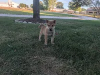 Tater, a male Shiba Inu for sale in Montgomery, IN – 1 of 8