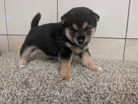 Coco, a male Shiba Inu for sale in Montgomery, IN – 2 of 5