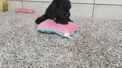 Gary, a male Poodle - Miniature  for sale in Montgomery, IN – 7 of 7