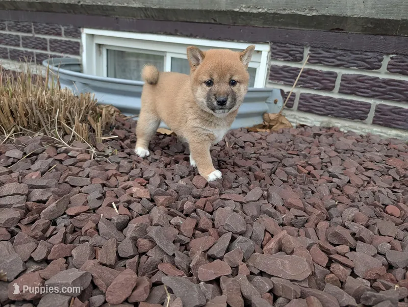 Jan – Shiba Inu puppy for sale in Montgomery, IN