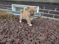 Jan, a female Shiba Inu for sale in Montgomery, IN – Photo 1 of 6