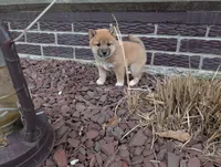 Jan, a female Shiba Inu for sale in Montgomery, IN – Photo 3 of 6