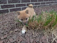 Jan, a female Shiba Inu for sale in Montgomery, IN – Photo 6 of 6
