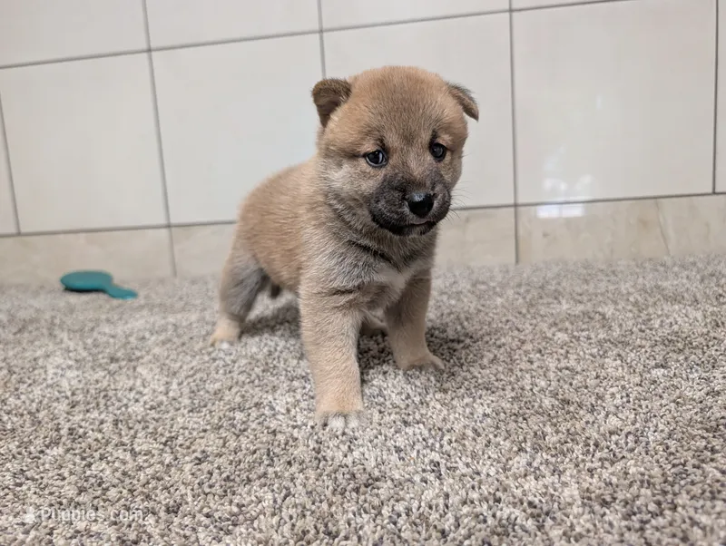 #4 – Shiba Inu puppy for sale in Montgomery, IN