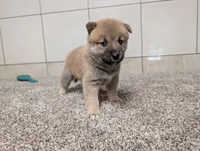 #4, a female Shiba Inu for sale in Montgomery, IN – 1 of 5