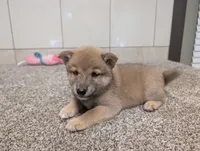 #2, a male Shiba Inu for sale in Montgomery, IN – 6 of 8