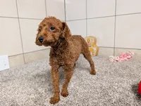 Keith , a male Poodle - Toy  for sale in Montgomery, IN – 9 of 10