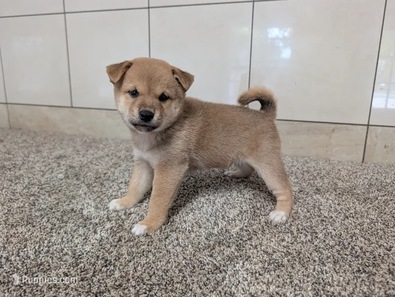 Perry – Shiba Inu puppy for sale in Montgomery, IN