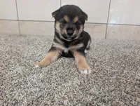 Coco, a male Shiba Inu for sale in Montgomery, IN – 4 of 5