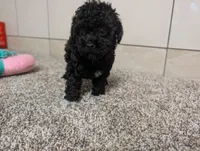 Lena, a female Poodle - Toy  for sale in Montgomery, IN – 7 of 10